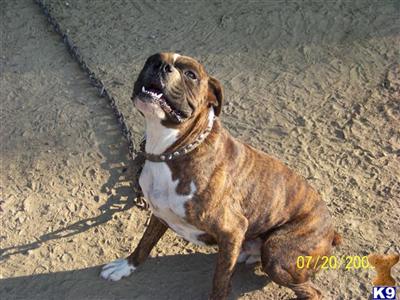 Stud Dogs in AL